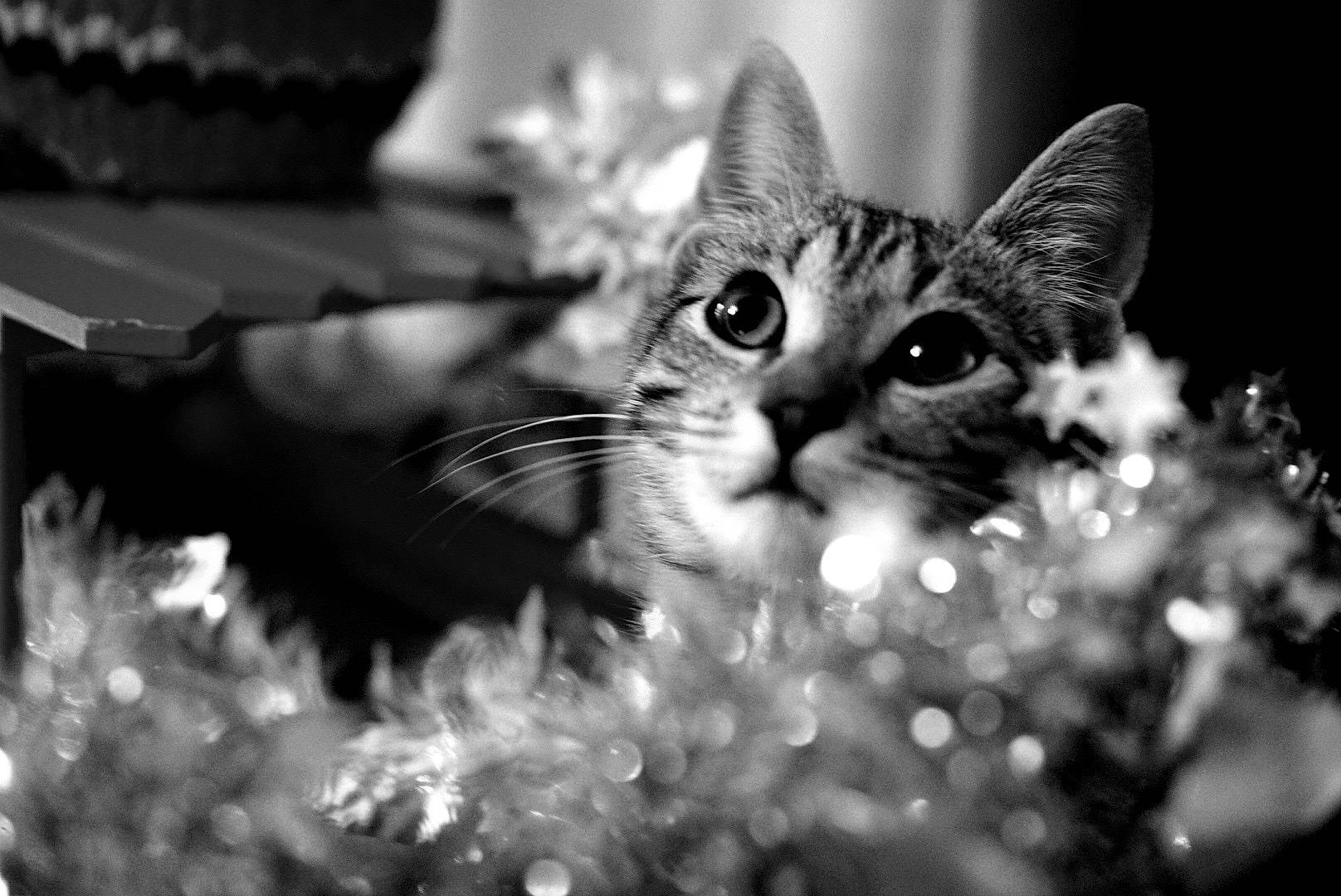 Toffifee participe au concours pour gagner de l'argent avec cette photo : black, black_and_white, carnivore, cat, christmas_decoration, christmas_ornament, christmas_tree, conifer, domestic_short_haired_cat, event, felidae, fur, grass, holiday, monochrome, monochrome_photography, small_to_medium_sized_cats, snout, style, whiskers