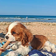 Billy a rejoint le concours — aidez-le/la à gagner de superbes lots ! puppy, dog, beach, sand, ocean, waves, sky, towel, chewing, stick, outdoor, sunlight, cute, pet, animal, relaxing, summer, water, nature, daytime