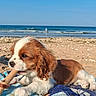 puppy, dog, beach, sand, ocean, waves, sky, towel, chewing, stick, outdoor, sunlight, cute, pet, animal, relaxing, summer, water, nature, daytime