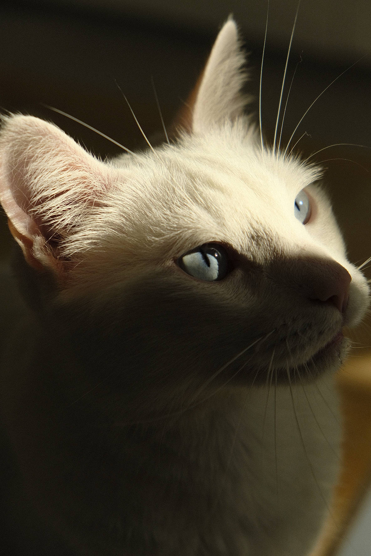 Olympe participe au concours pour gagner de l'argent avec cette photo : balinese, carnivore, cat, domestic_short_haired_cat, ear, eye, eyelash, fawn, felidae, fur, small_to_medium_sized_cats, tail, terrestrial_animal, tonkinese, whiskers