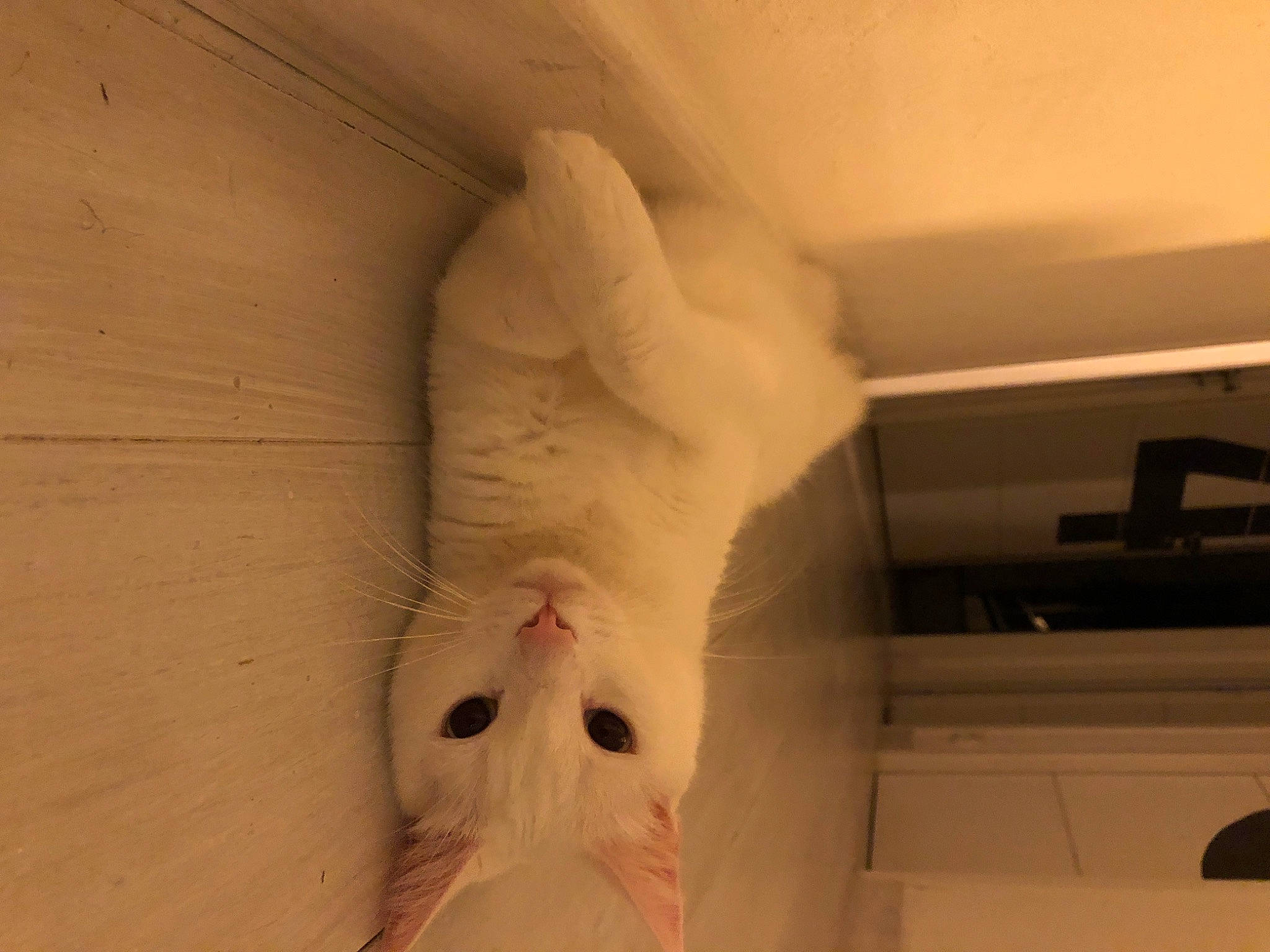 Olympe a rejoint le concours — aidez-le/la à gagner de superbes lots ! carnivore, cat, comfort, companion_dog, dog_breed, fawn, felidae, flooring, foot, fur, gesture, hardwood, human_leg, leg, nose, small_to_medium_sized_cats, snout, tail, whiskers, wood