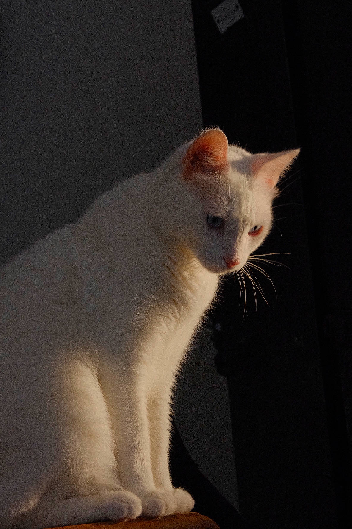 Olympe participe au concours pour gagner de l'argent avec cette photo : carnivore, cat, darkness, domestic_short_haired_cat, ear, eye, fawn, felidae, fur, paw, small_to_medium_sized_cats, snout, tail, terrestrial_animal, whiskers, window
