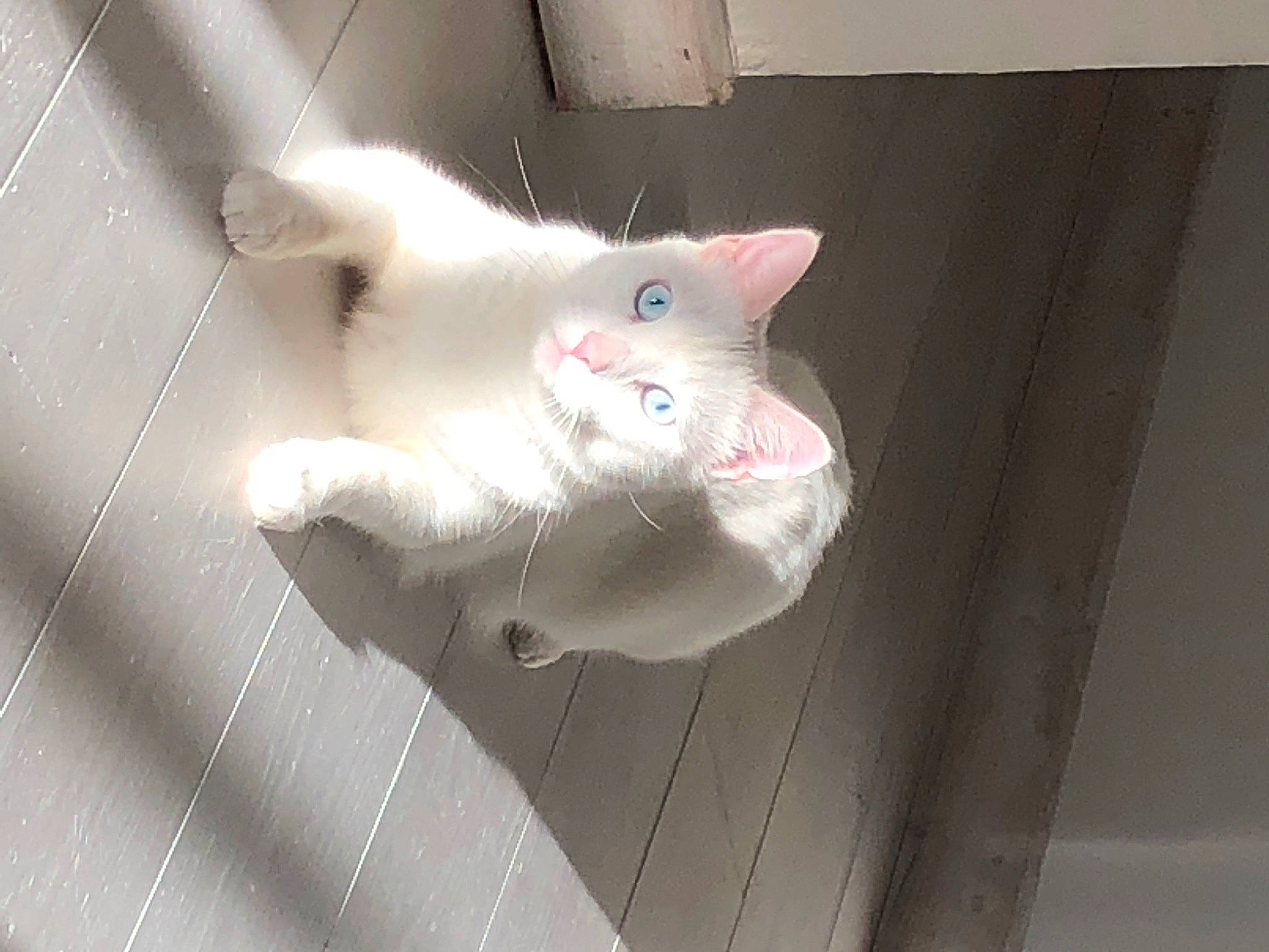 Olympe a rejoint le concours — aidez-le/la à gagner de superbes lots ! carnivore, cat, ceiling, claw, domestic_short_haired_cat, fawn, felidae, flooring, fur, hardwood, paw, small_to_medium_sized_cats, snout, tail, whiskers, wood