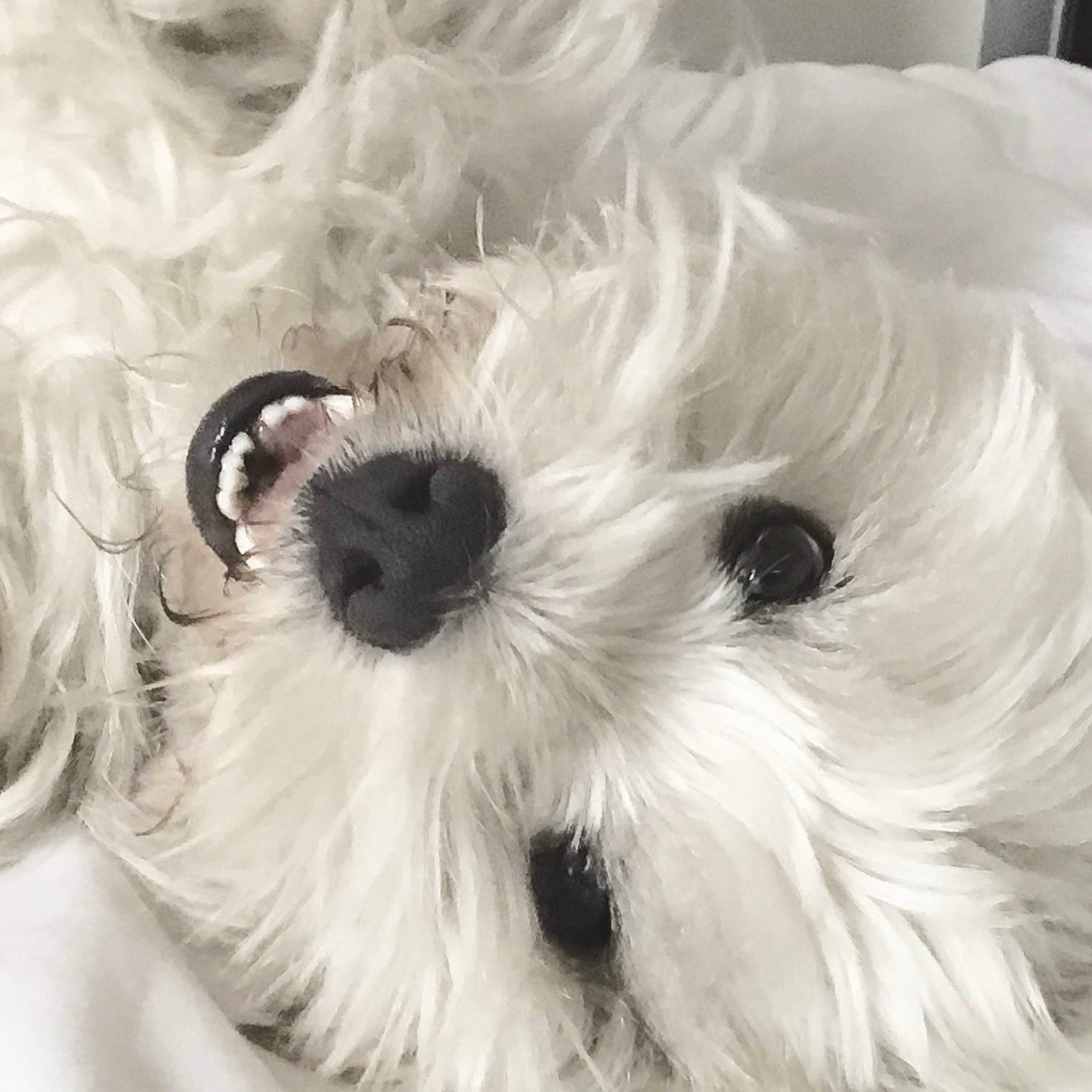 Gaïa a rejoint le concours — aidez-le/la à gagner de superbes lots ! canidae, carnivore, close_up, companion_dog, dog, dog_breed, fur, mal_shi, maltepoo, non_sporting_group, pattern, plant, puppy, small_terrier, snout, sporting_group, terrier, toy, toy_dog, working_animal