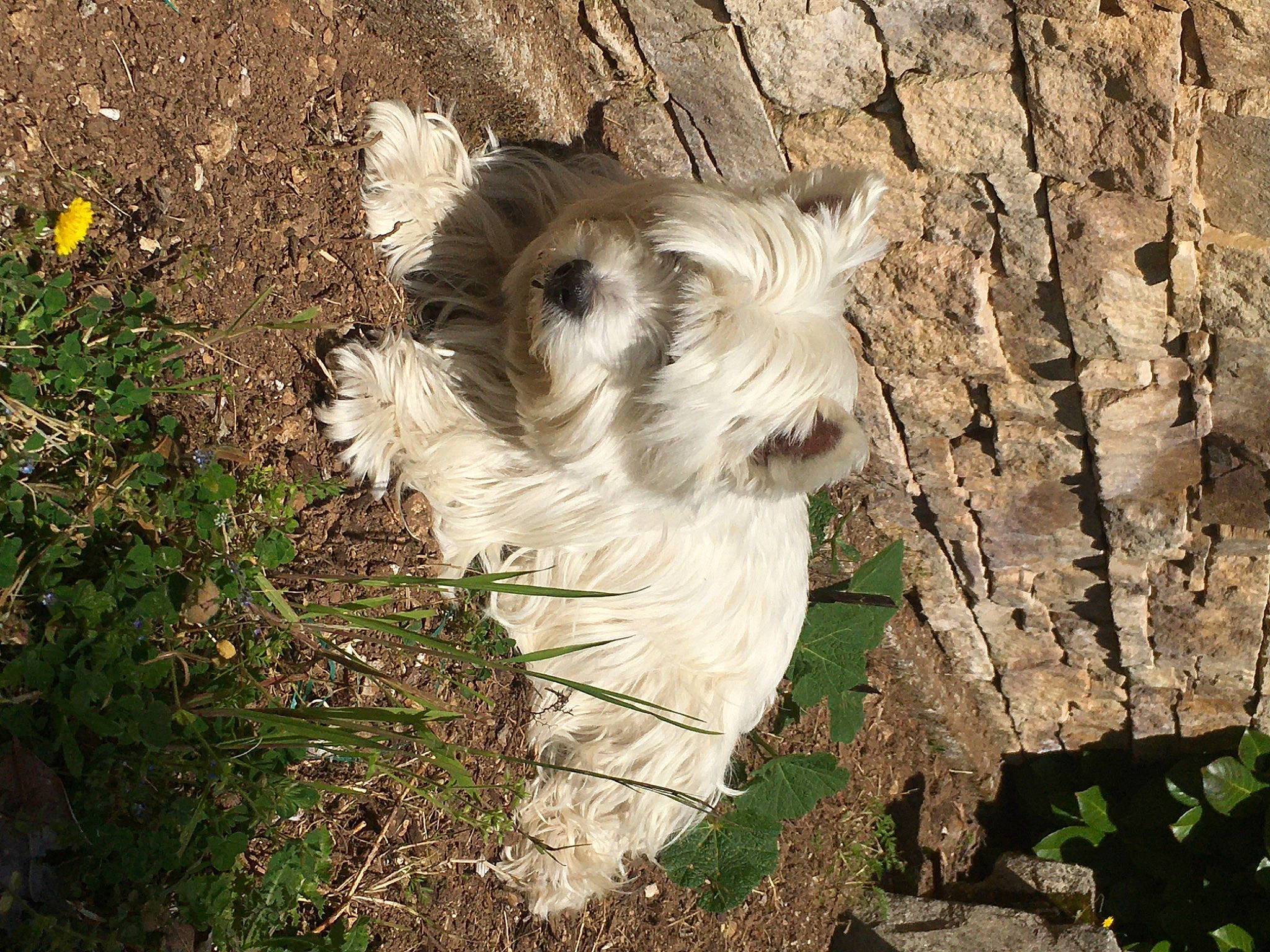 Gaïa participe au concours pour gagner de l'argent avec cette photo : canidae, carnivore, companion_dog, dog, dog_breed, fawn, fur, grass, plant, snout, soil, sporting_group, tail, terrestrial_animal, terrier, toy_dog, tree, trunk, whiskers, working_animal