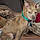 Maisy-Daisey