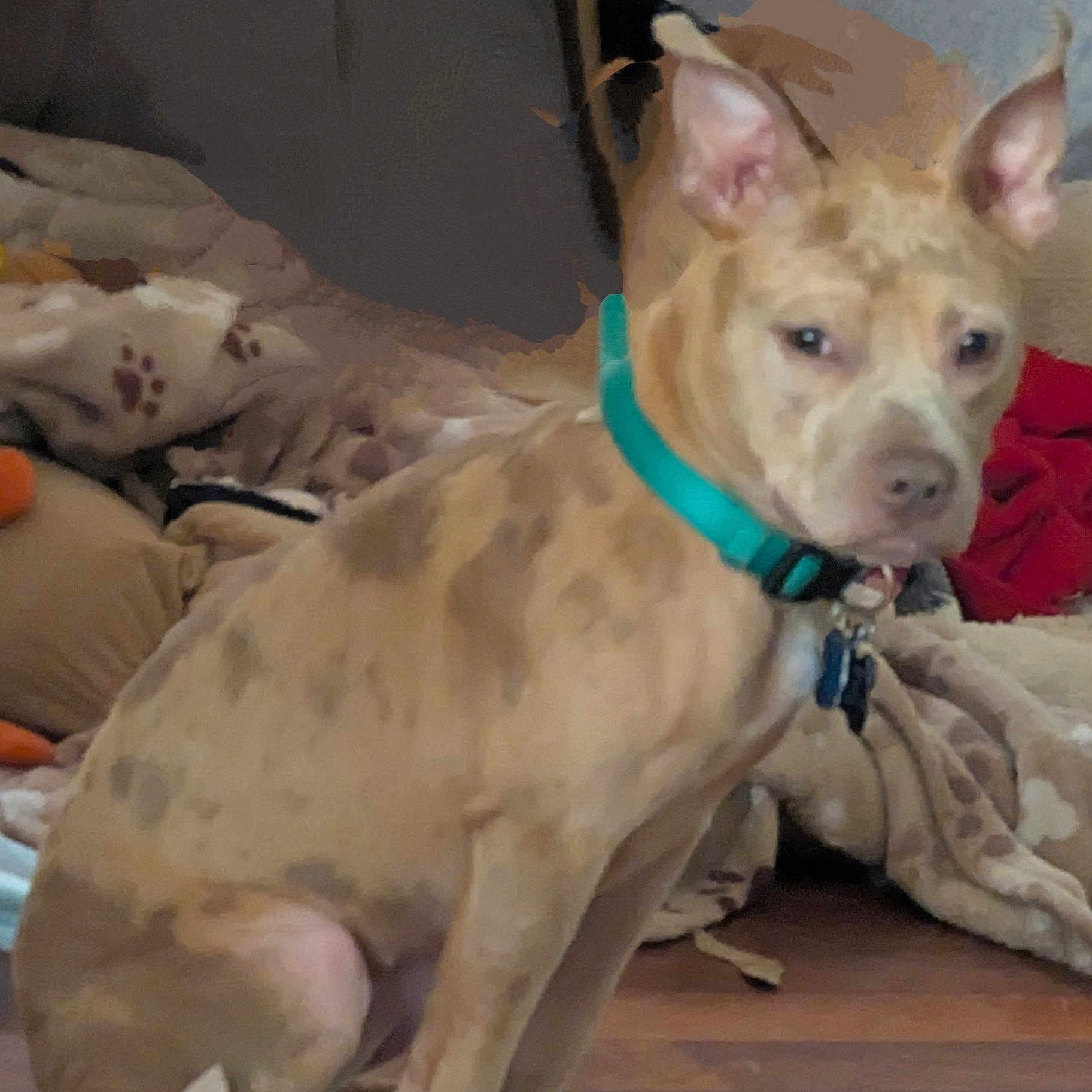 Maisy-Daisey joined the competition — help win amazing prizes! animal, blanket, brown, canine, collar, companion, cushion, dog, domestic, ears, floor, fur, home, indoor, pet, quiet, relaxed, resting, seated, snout