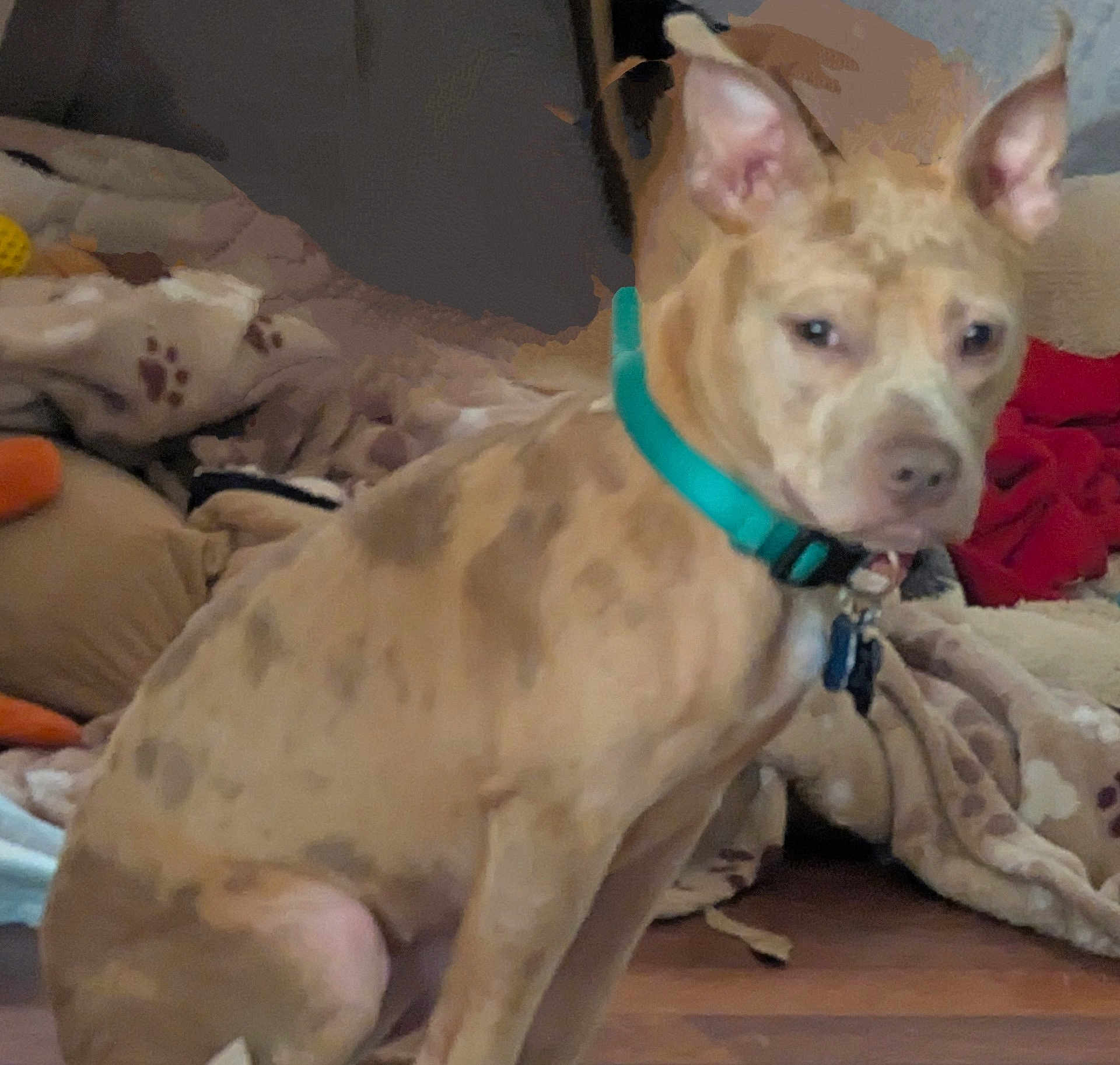 Maisy-Daisey joined the competition — help win amazing prizes! dog, indoor, collar, blanket, cushion, floor, pet, canine, fur, brown, seated, animal, domestic, home, relaxed, ears, snout, companion, quiet, resting