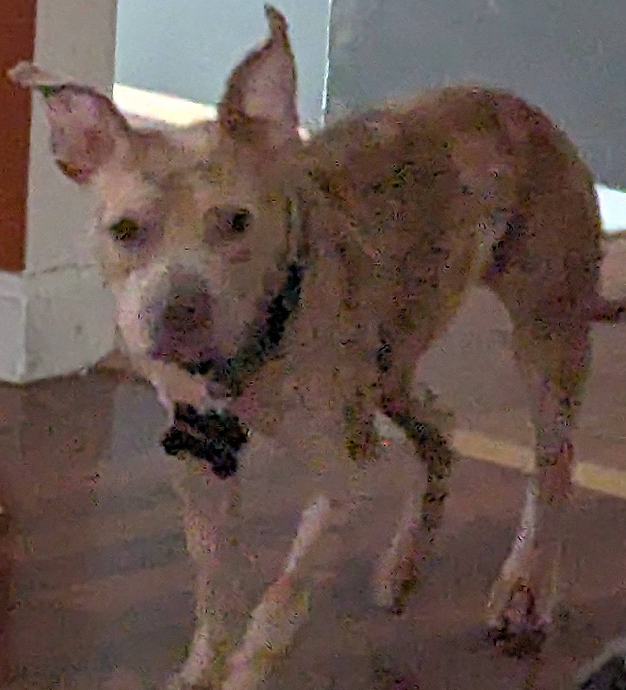 Maisy-Daisey joined the competition — help win amazing prizes! animal, blurred, brown, canine, collar, companion, curious, dog, domestic, ears, floor, furniture, grainy, home, house, indoor, looking, pet, standing, wall