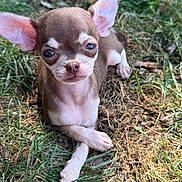 Chanel participe au concours pour gagner de l'argent avec cette photo : adorable, animal, chihuahua, closeup, crossed_paws, cute, dog, ears, expression, fur, grass, mammal, nature, outdoor, pet, puppy, resting, small_dog, sunlight, young