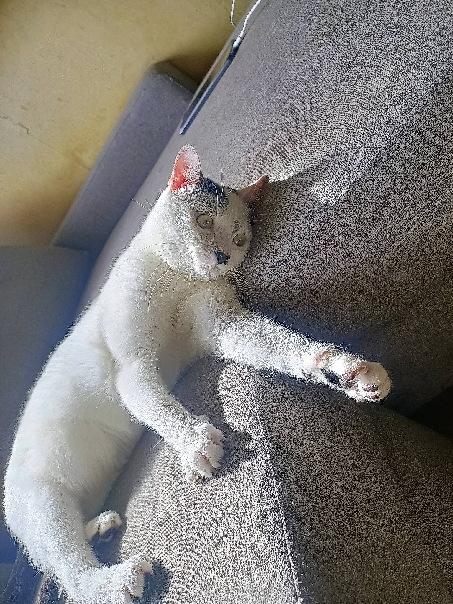 Bounty a rejoint le concours — aidez-le/la à gagner de superbes lots ! carnivore, cat, claw, comfort, domestic_short_haired_cat, fawn, felidae, fur, grey, paw, small_to_medium_sized_cats, snout, tail, terrestrial_animal, whiskers