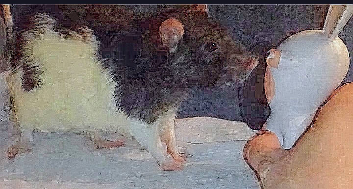 Ratou a rejoint le concours — aidez-le/la à gagner de superbes lots ! fare, fawn, gerbil, hamster, mammal, mouse, muridae, muroidea, pest, rat, rodent, snout