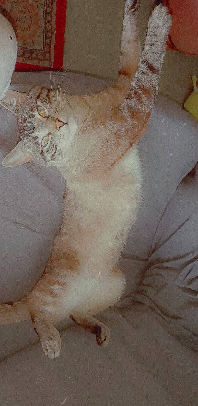 Ryuk participe au concours pour gagner de l'argent avec cette photo : carnivore, cat, claw, comfort, domestic_short_haired_cat, fawn, felidae, foot, fur, gesture, human_leg, paw, small_to_medium_sized_cats, tail, terrestrial_animal, toe, whiskers, window