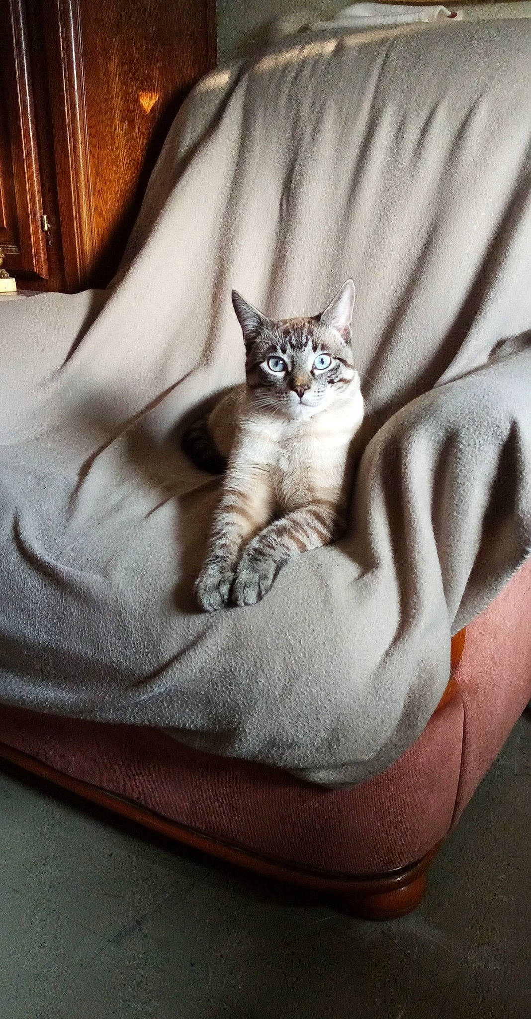 Ryuk participe au concours pour gagner de l'argent avec cette photo : bed, bedding, carnivore, cat, comfort, couch, curtain, fawn, felidae, flooring, fur, grey, hardwood, human_leg, linens, paw, small_to_medium_sized_cats, tail, whiskers, wood