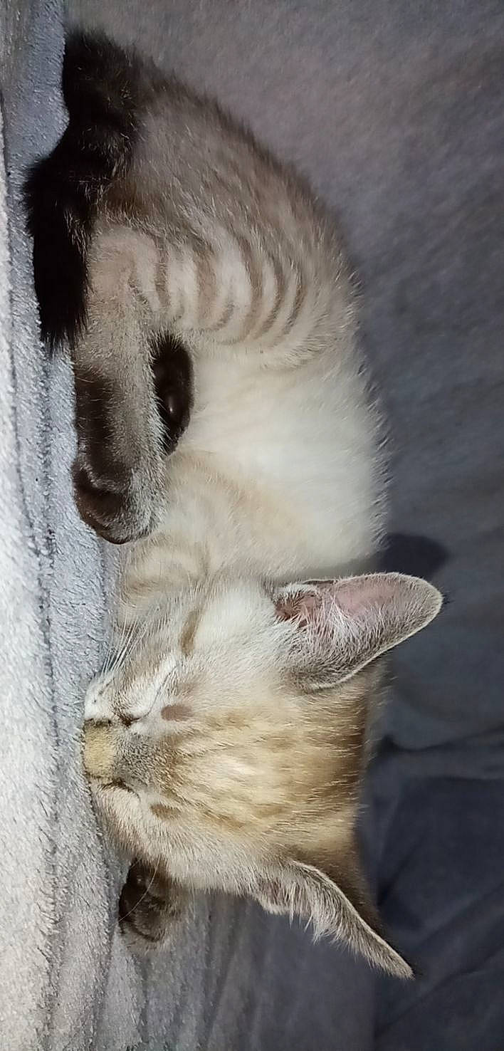 Ryuk a rejoint le concours — aidez-le/la à gagner de superbes lots ! carnivore, cat, claw, close_up, companion_dog, domestic_short_haired_cat, ear, eyelash, fawn, felidae, fur, mammal, nap, paw, small_to_medium_sized_cats, snout, tail, vertebrate, whiskers, wildlife