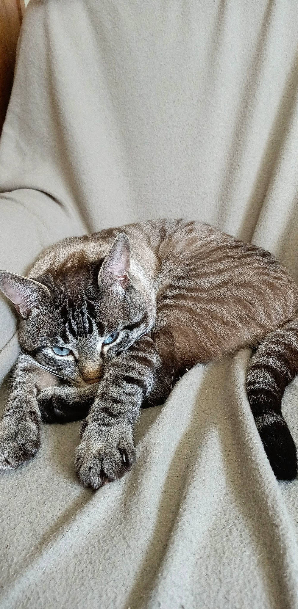 Ryuk participe au concours pour gagner de l'argent avec cette photo : carnivore, cat, cat_supply, claw, comfort, domestic_short_haired_cat, felidae, fur, grey, linens, nap, paw, sitting, sleep, small_to_medium_sized_cats, snout, terrestrial_animal, whiskers