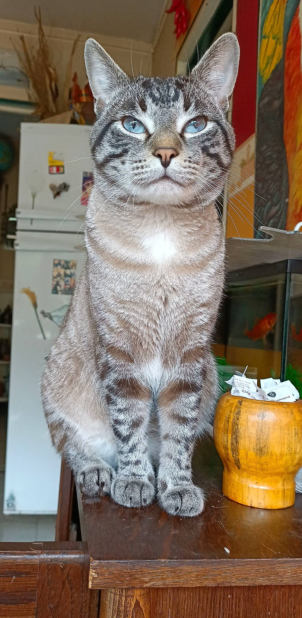 Ryuk participe au concours pour gagner de l'argent avec cette photo : art, barrel, carnivore, cat, domestic_short_haired_cat, felidae, fur, grey, pumpkin, sitting, small_to_medium_sized_cats, snout, tail, terrestrial_animal, tree, whiskers, window