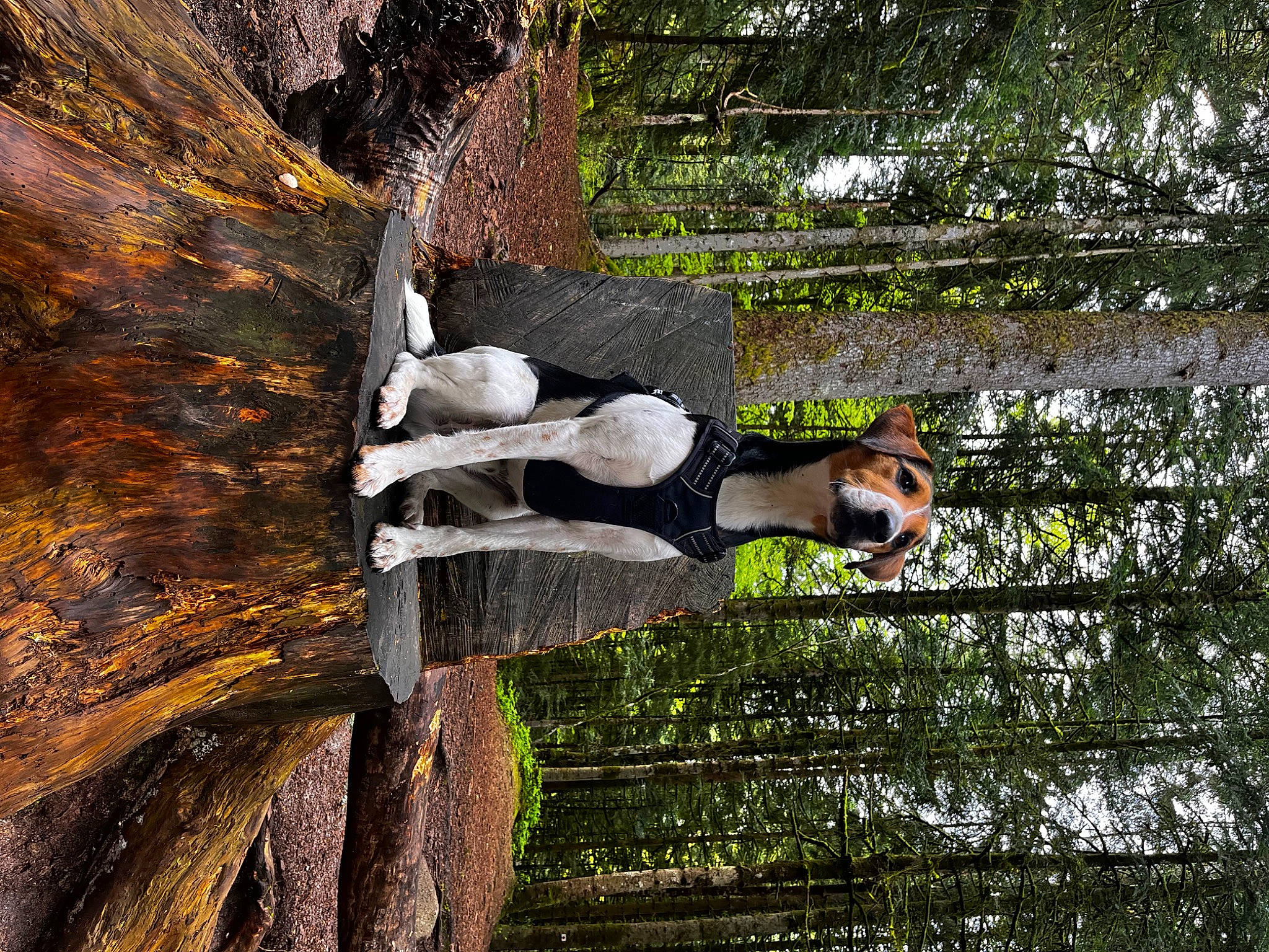 Salto participe au concours pour gagner de l'argent avec cette photo : adventure, bedrock, branch, forest, fun, grass, landscape, leisure, people_in_nature, plant, recreation, reflection, rock, soil, tree, trunk, water, wood, woodland, woody_plant