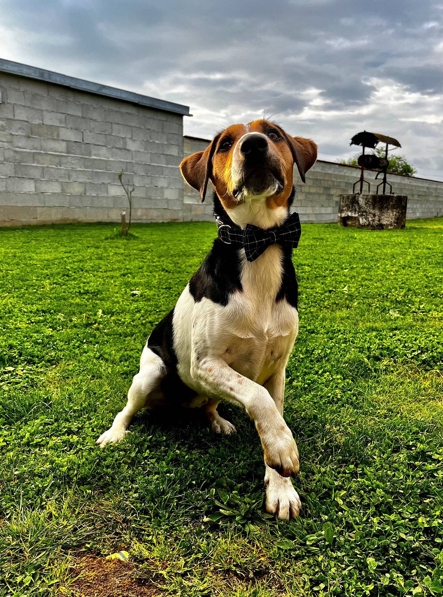 Salto participe au concours pour gagner de l'argent avec cette photo : ball, canidae, carnivore, cloud, collar, companion_dog, dog, dog_breed, dog_collar, fawn, grass, grassland, gun_dog, plant, sky, snout, sporting_group, tail, working_animal, working_dog
