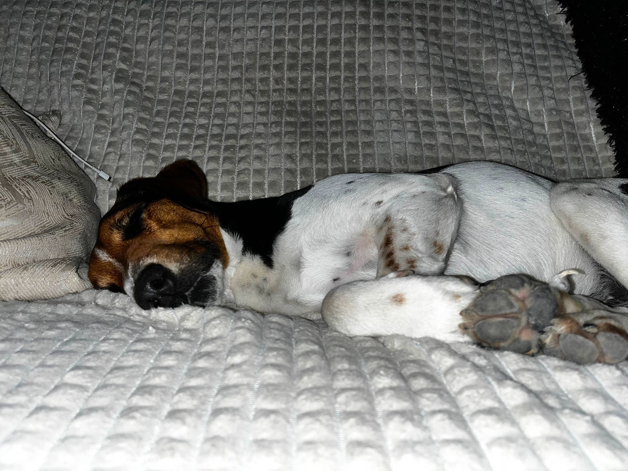 Salto participe au concours pour gagner de l'argent avec cette photo : bed, bedding, bored, canidae, carnivore, comfort, companion_dog, couch, dog, dog_breed, fawn, fur, linens, nap, paw, sleep, snout, sporting_group, terrestrial_animal, toy_dog