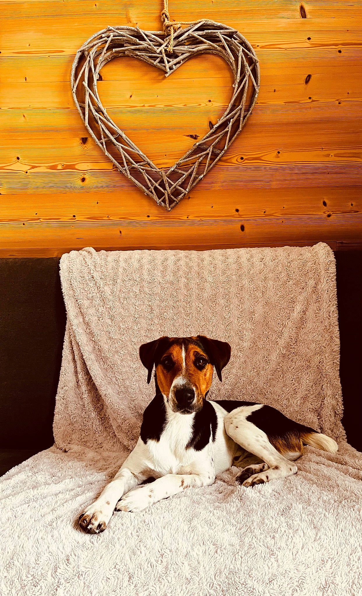 Salto a rejoint le concours — aidez-le/la à gagner de superbes lots ! canidae, carnivore, comfort, companion_dog, dog, dog_breed, fashion_accessory, fawn, flooring, hardwood, jewellery, linens, pet_supply, rectangle, scent_hound, snout, tail, terrestrial_animal, wood, working_animal