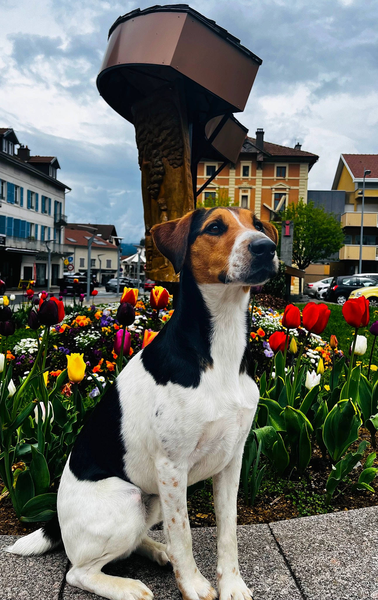 Salto a rejoint le concours — aidez-le/la à gagner de superbes lots ! annual_plant, art, building, carnivore, cloud, collar, companion_dog, dog, dog_breed, dog_collar, dog_supply, fawn, flower, flowerpot, grass, petal, plant, sky, window, working_animal