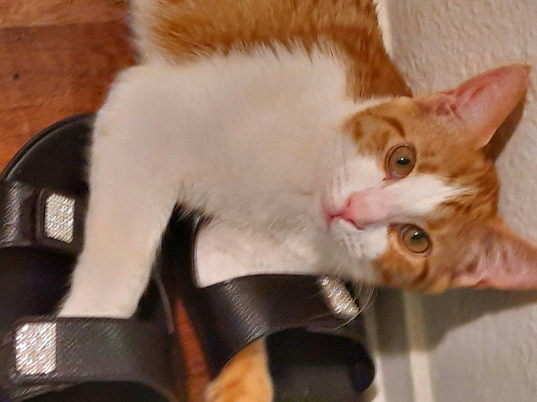 Jessi is registered to the contest to win money with this photo: carnivore, cat, claw, collar, domestic_short_haired_cat, ear, fawn, felidae, fur, paw, small_to_medium_sized_cats, snout, tail, whiskers