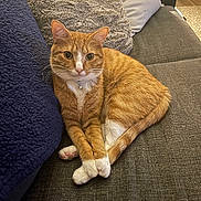 Oli joined the competition — help win amazing prizes! cat, orange_cat, white_paws, couch, pillow, blanket, indoor, pet, feline, fur, whiskers, collar, relaxed, sitting, cute, domestic_animal, home, cozy, looking_at_camera, animal