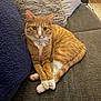 cat, orange_cat, white_paws, couch, pillow, blanket, indoor, pet, feline, fur, whiskers, collar, relaxed, sitting, cute, domestic_animal, home, cozy, looking_at_camera, animal