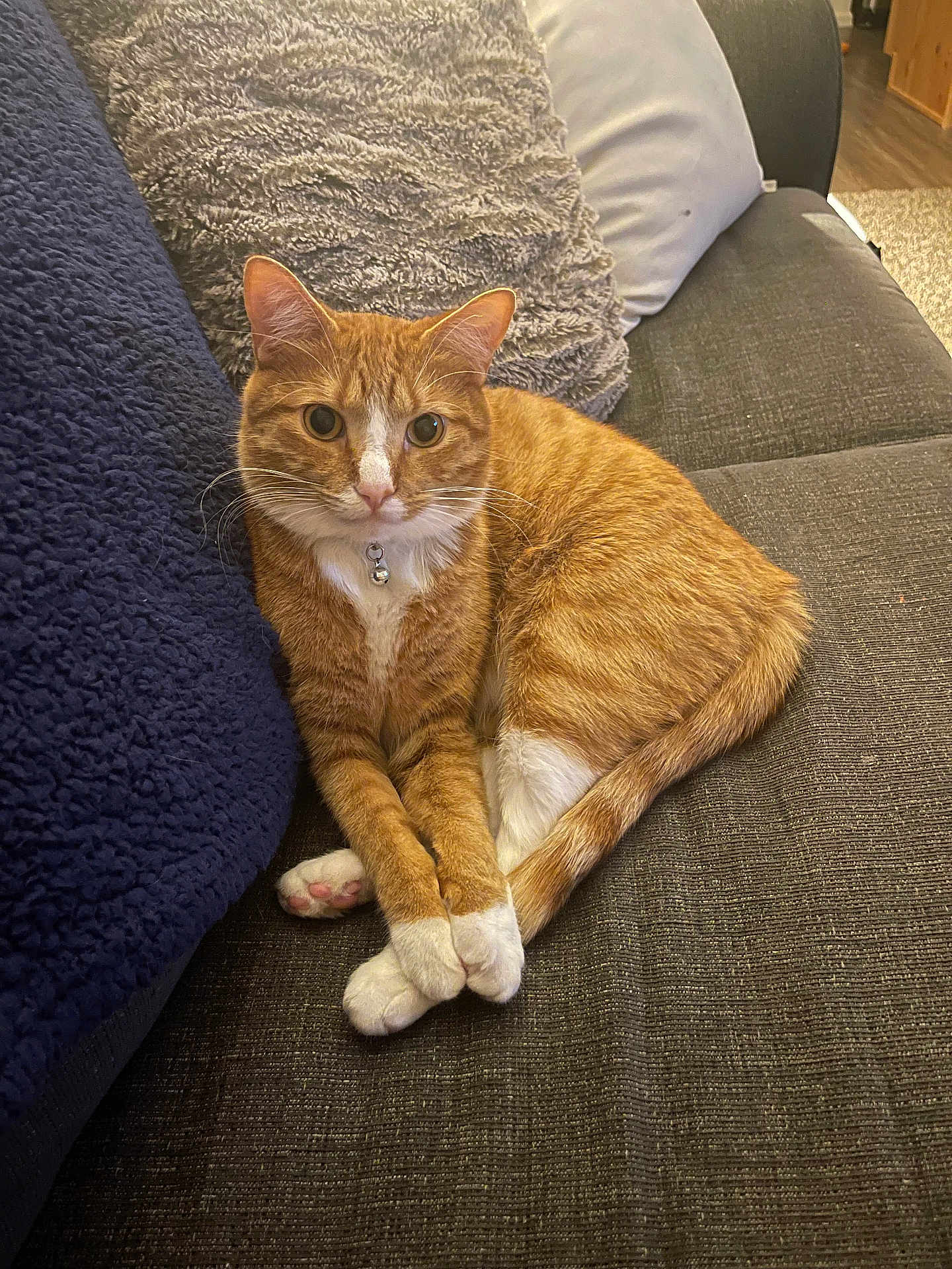 Oli
