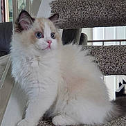 Claire joined the competition — help win amazing prizes! kitten, cat, fluffy, blue_eyes, pet, indoor, carpeted, cat_tree, feline, young, cute, animal, domestic, whiskers, ears, paw, sitting, curious, soft, furry