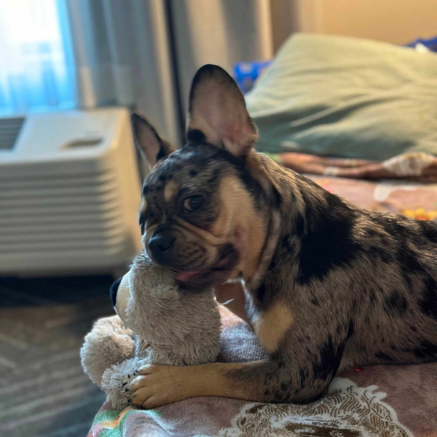 Skylar is registered to the contest to win money with this photo: animal, bed, bedroom, blanket, bulldog, canine, couch, cushion, dog, frenchbulldog, furniture, homedecor, hound, indoors, interiordesign, linen, pet, puppy, quilt, room