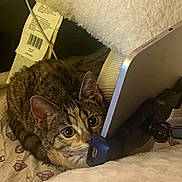 Mittens is registered to the contest to win money with this photo: cat, tabby_cat, tablet_holder, cozy, blanket, fur, curious, indoor, pet, animal, ears, whiskers, bed, soft, resting, closeup, face, looking, cute, domestic_cat