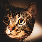 Mittens joined the competition — help win amazing prizes! cat, close_up, curiosity, domestic_cat, dramatic_lighting, ear, feline, fur, indoor, low_key_lighting, macro, nose, pet, portrait, soft_light, staring, tabby_cat, whiskers, wide_eyes, yellow_eyes