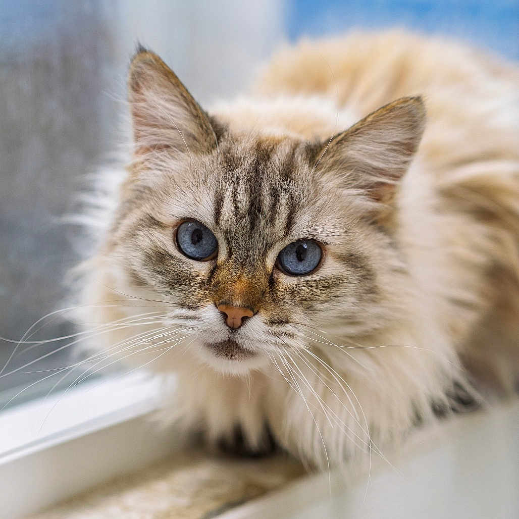 Lilac is registered to the contest to win money with this photo: cat, blue_eyes, fluffy_fur, close_up, indoor, window_sill, whiskers, pet, animal, feline, cute, curious, soft_light, portrait, mammal, domestic_cat, face, ears, nose, fur