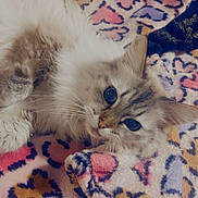 Lilac is registered to the contest to win money with this photo: cat, fluffy, blue_eyes, feline, pet, animal, cozy, blanket, patterned_blanket, heart_pattern, indoor, cute, relaxed, fur, whiskers, paw, lying_down, soft_texture, domestic_cat, resting