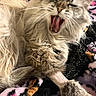 Lilac joined the competition — help win amazing prizes! cat, fluffy, yawning, mouth_open, fur, paw, blanket, patterned_blanket, indoor, pet, animal, whiskers, cute, relaxed, tongue, teeth, feline, closeup, soft_fur, resting