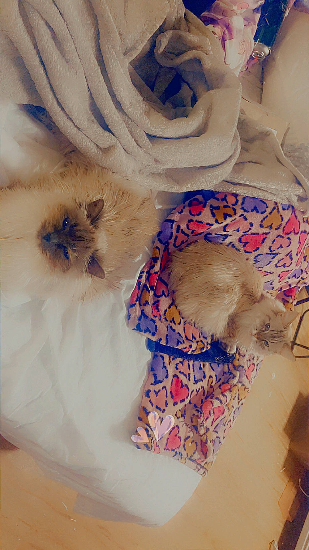 animal, bed, blanket, cat, colorful, cozy, cute, domestic, fabric, feline, fluffy, fur, heart_pattern, indoor, mammal, pet, relaxing, resting, sleeping, soft