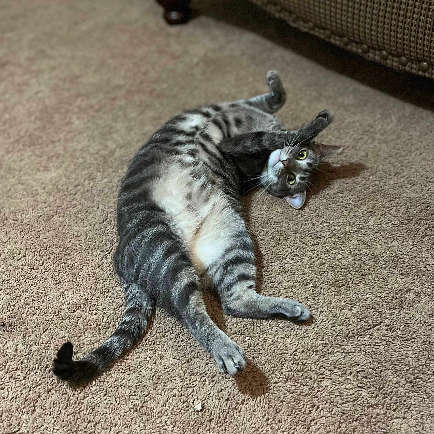 Lucy joined the competition — help win amazing prizes! abyssinian, animal, cat, couch, document, egyptiancat, furniture, hardwood, homedecor, kitten, manx, person, pet, receipt, sleeping, stainedwood, text, wood