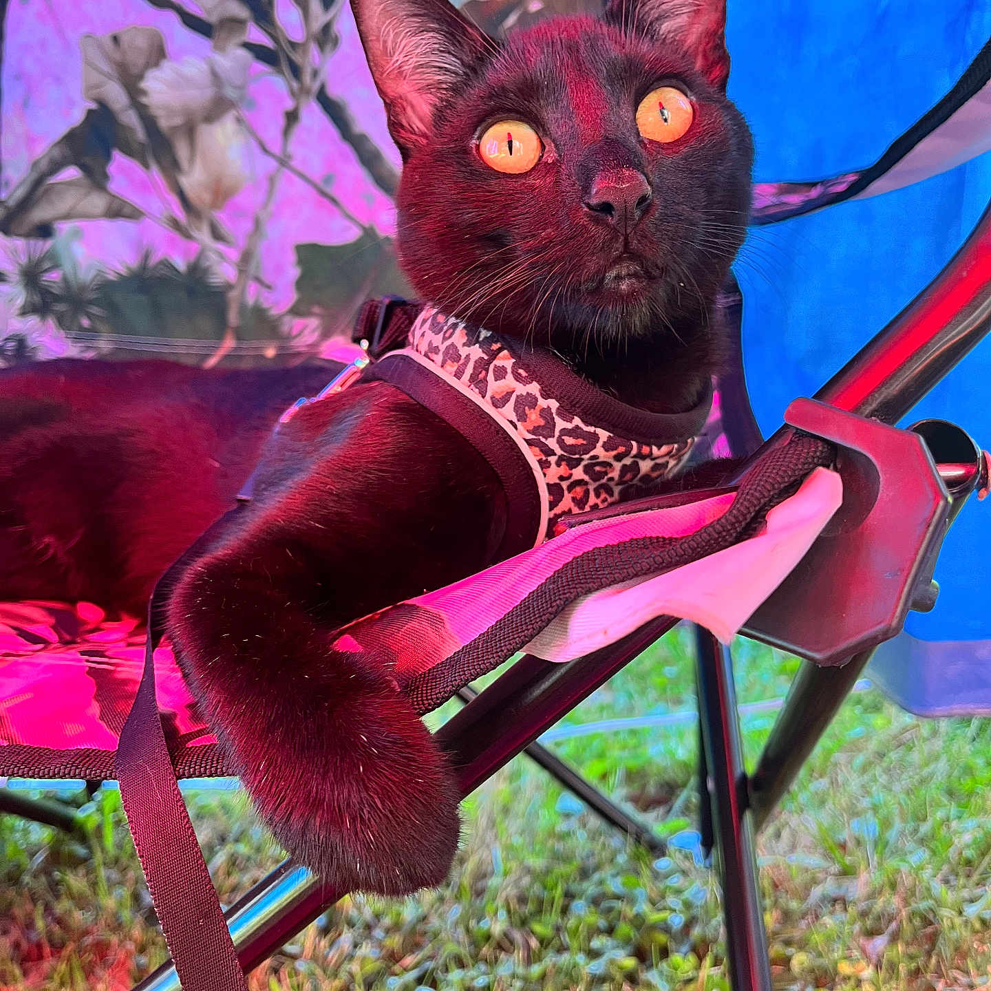 Loki is registered to the contest to win money with this photo: abyssinian, accessories, animal, art, blackcat, cat, chair, collar, egyptiancat, furniture, grass, kitten, manx, maroon, painting, pet, plant, purple