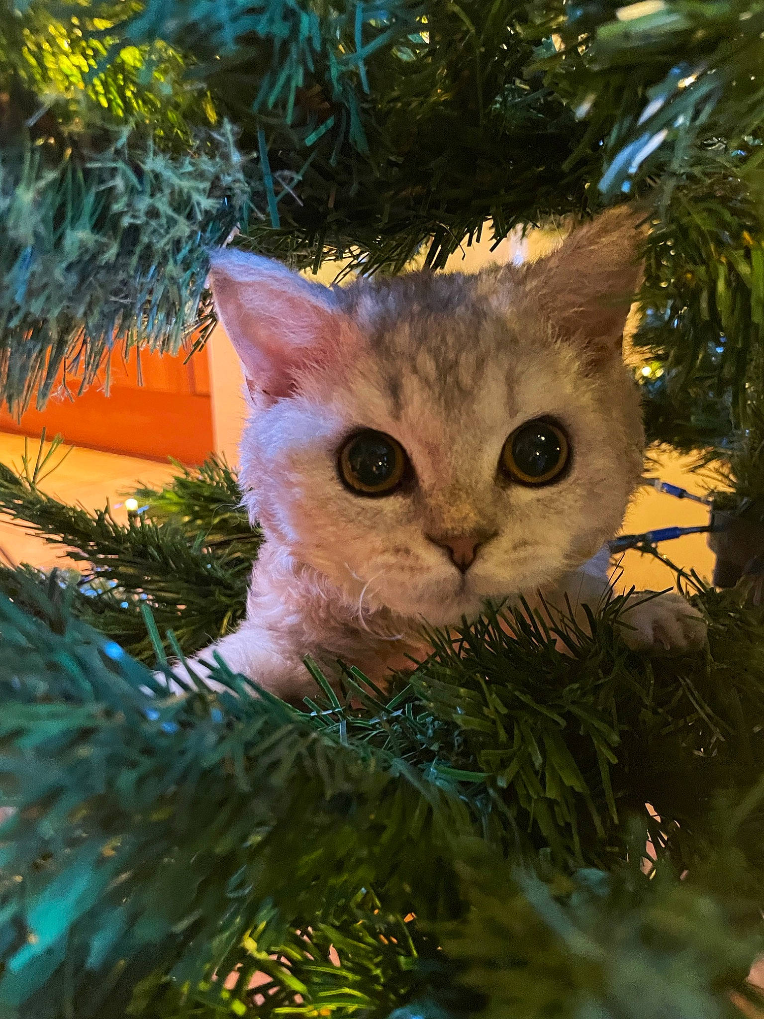 Mouse joined the competition — help win amazing prizes! carnivore, cat, christmas_decoration, christmas_ornament, christmas_tree, conifer, event, fawn, felidae, fur, grass, holiday, holiday_ornament, light, ornament, plant, small_to_medium_sized_cats, twig, whiskers, wood