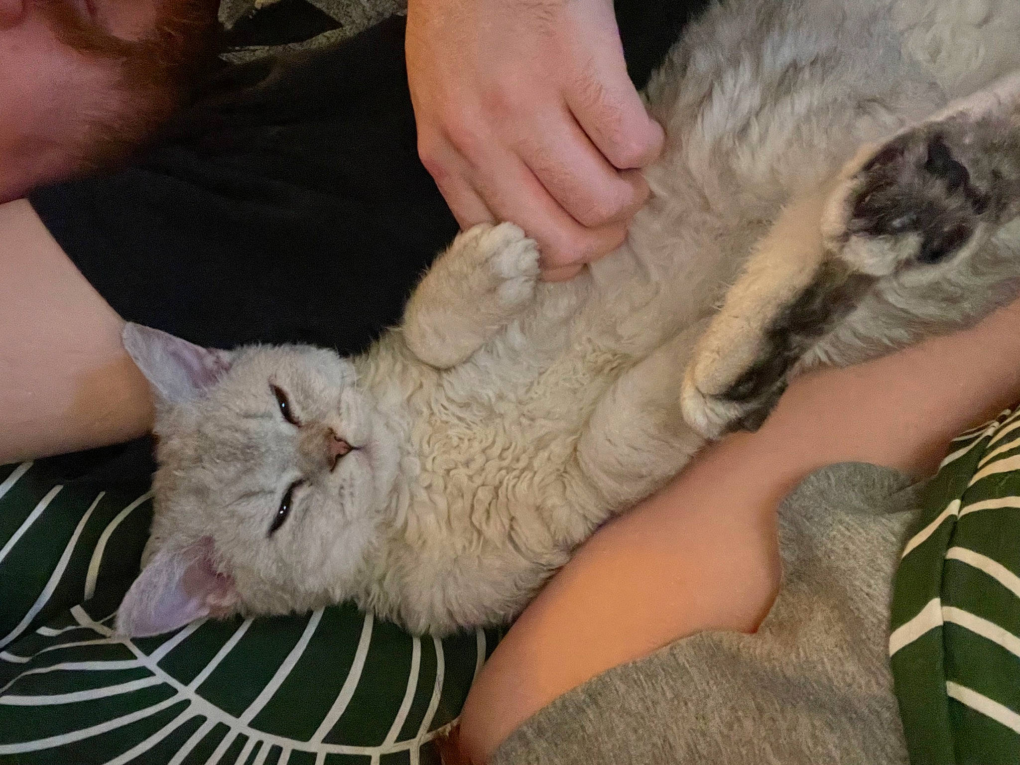 Mouse is registered to the contest to win money with this photo: carnivore, cat, claw, comfort, domestic_short_haired_cat, fawn, felidae, finger, fur, gesture, human_leg, lap, nail, nap, paw, small_to_medium_sized_cats, snout, whiskers, wildlife_biologist, wrinkle