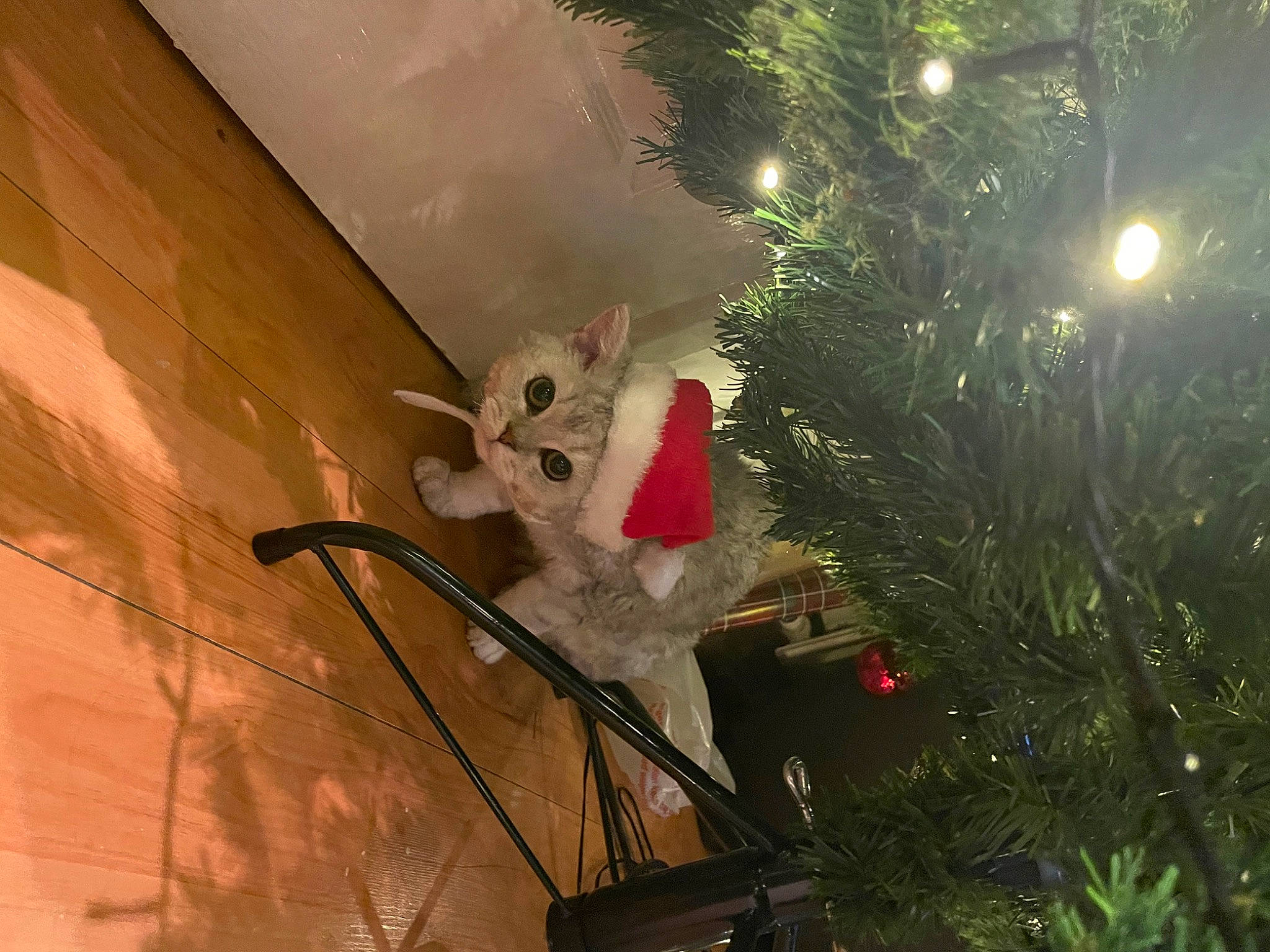 Mouse joined the competition — help win amazing prizes! branch, carmine, christmas, christmas_decoration, christmas_ornament, christmas_tree, conifer, event, evergreen, fawn, holiday, holiday_ornament, organism, ornament, plant, toy, tree, twig, window, winter