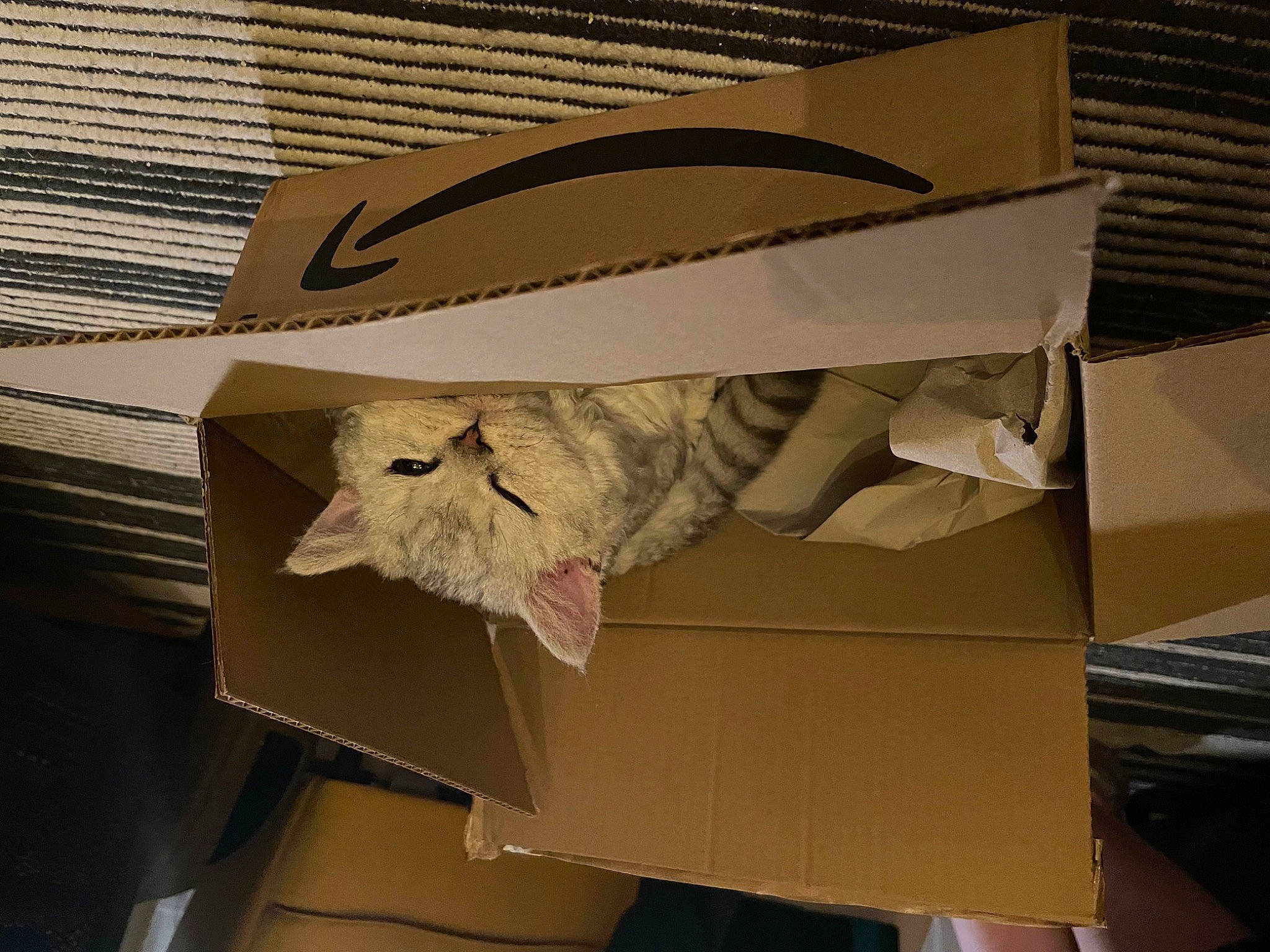Mouse is registered to the contest to win money with this photo: art, automotive_design, beige, box, cardboard, carton, cat, creative_arts, eyewear, fashion_accessory, feather, felidae, packaging_and_labeling, packing_materials, paper, paper_product, shipping_box, whiskers, wing, wood