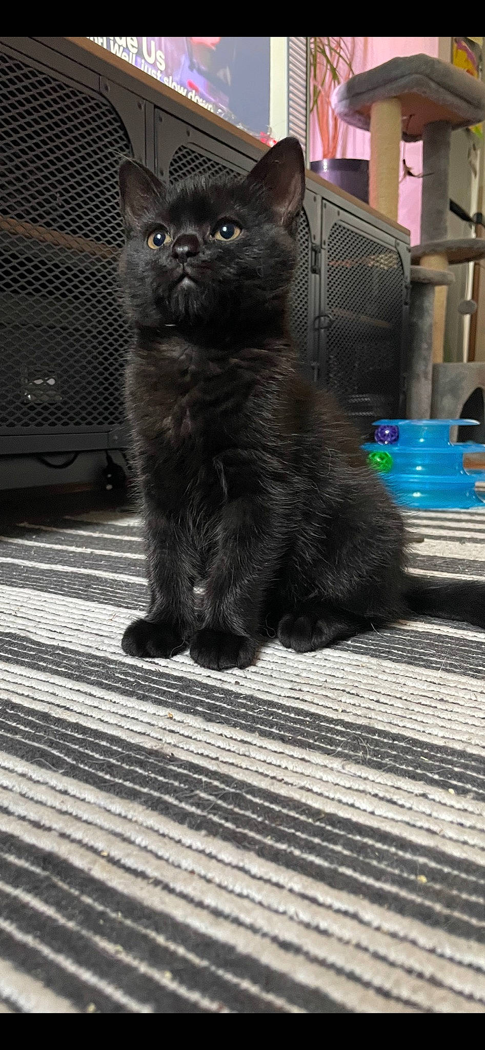 Milo is registered to the contest to win money with this photo: black_cat, carnivore, cat, chartreux, claw, domestic_short_haired_cat, felidae, flooring, fur, grey, metal, monochrome_photography, paw, road_surface, sitting, small_to_medium_sized_cats, snout, tail, terrestrial_animal, whiskers