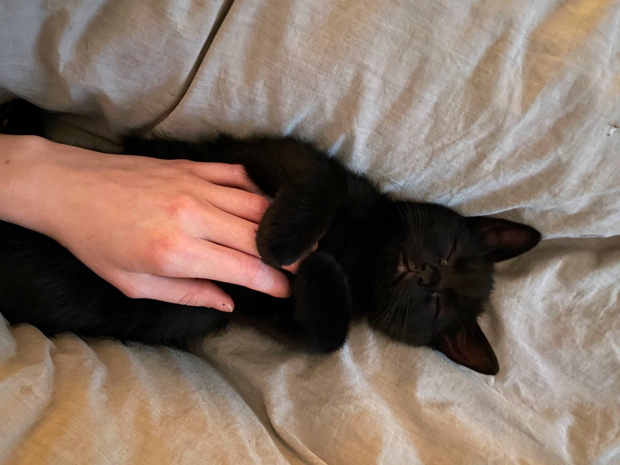 Milo joined the competition — help win amazing prizes! black_cat, bombay, canidae, carnivore, cat, comfort, dog_breed, domestic_short_haired_cat, fawn, felidae, foot, fur, gesture, human_leg, nail, small_to_medium_sized_cats, tail, thumb, whiskers, wrist