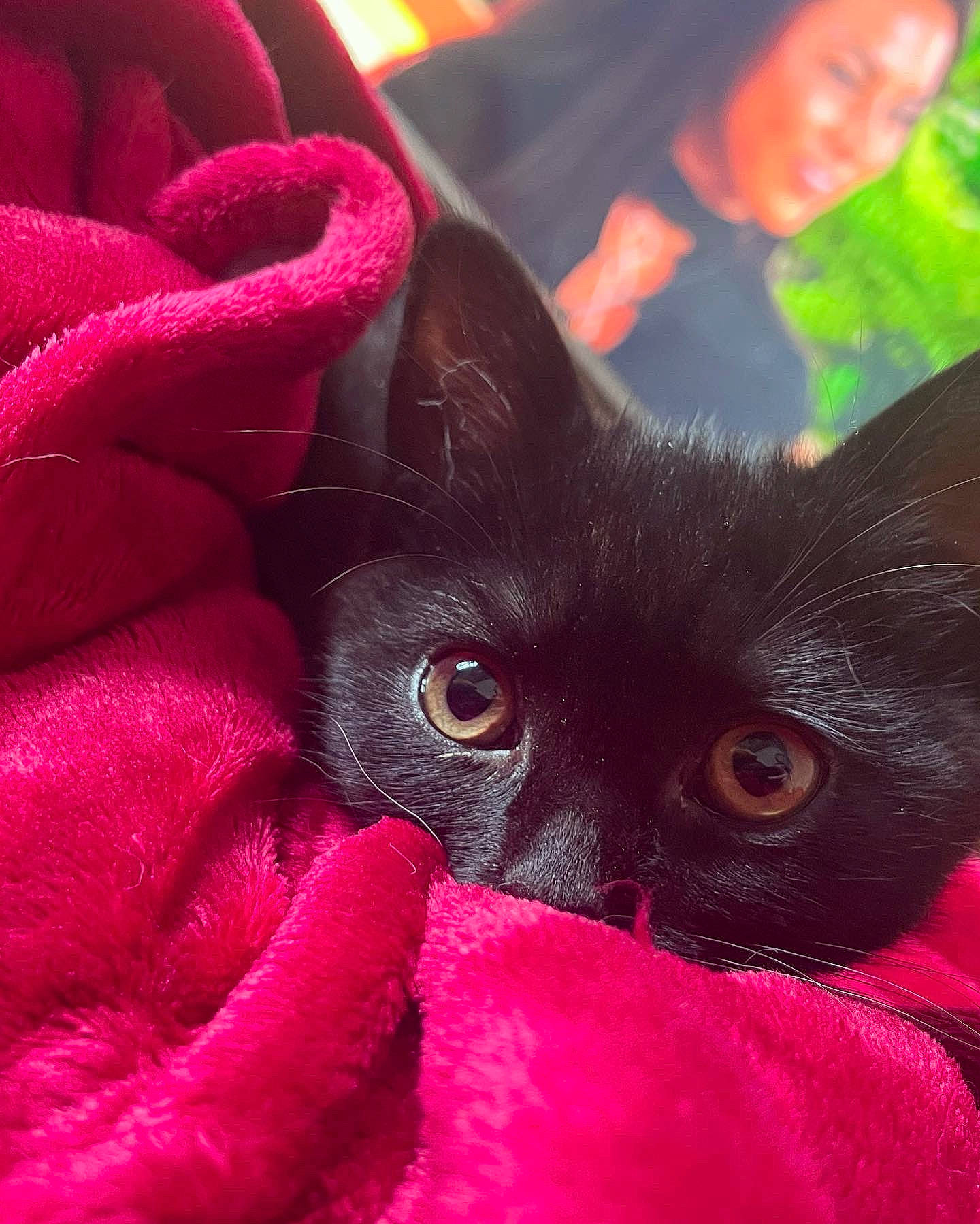 Milo joined the competition — help win amazing prizes! black_cat, carnivore, cat, close_up, ear, eye, fawn, felidae, gesture, head, light, magenta, petal, photograph, pink, plant, red, small_to_medium_sized_cats, snout, whiskers