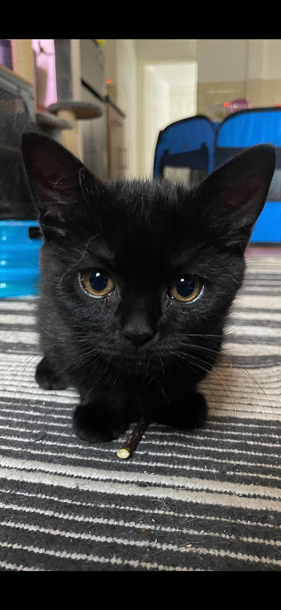 Milo is registered to the contest to win money with this photo: black_cat, bombay, carnivore, cat, claw, domestic_short_haired_cat, electric_blue, felidae, fur, iris, small_to_medium_sized_cats, snout, tail, terrestrial_animal, whiskers