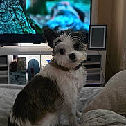 Parker joined the competition — help win amazing prizes! bed, black_and_white, blanket, blurred_background, collar, cozy, curious, cushion, cute, dog, fur, furniture, home_decor, indoor, pet, relaxed, sitting, small_dog, television, tilted_head