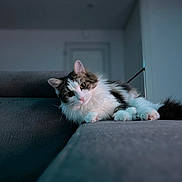 Aya a rejoint le concours — aidez-le/la à gagner de superbes lots ! cat, fluffy, white, gray, couch, indoor, relaxed, pet, feline, soft_fur, looking, curious, cozy, home, animal, laying, closeup, portrait, whiskers, paws